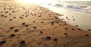 Millions Of Baby Turtles Head To Ocean On Vacant Beach Millions Of Baby Turtles Head To Ocean On Vacant Beach