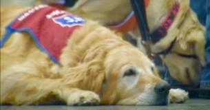 Disabled Veteran Can't Work Without His Service Dog So Retail Store Hires Them Both Disabled Veteran Can't Work Without His Service Dog So Retail Store Hires Them Both