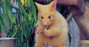 Veterinary Clinic Saves A Legendary Golden Possum And Society Says They Just Caught A Pikachu Veterinary Clinic Saves A Legendary Golden Possum And Society Says They Just Caught A Pikachu