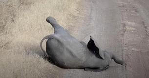 Mom Controls Baby Elephant’s Epic Tantrum With Classic Parenting Method Mom Controls Baby Elephant’s Epic Tantrum With Classic Parenting Method