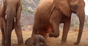 Mãe elefante apresenta sua filhote recém-nascida para os seres humanos que a salvaram Mãe elefante apresenta sua filhote recém-nascida para os seres humanos que a salvaram