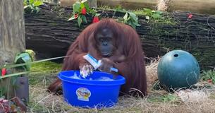 Une orang-outang s'est soigneusement lavé les mains après avoir vu ses soigneurs humains se laver les mains Une orang-outang s'est soigneusement lavé les mains après avoir vu ses soigneurs humains se laver les mains
