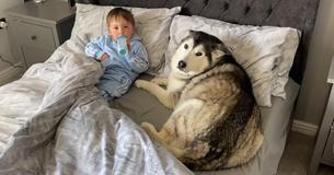 Essa teimosa Husky que dormiu abraçada a um garotinho se recusa a sair de perto dele na cama Essa teimosa Husky que dormiu abraçada a um garotinho se recusa a sair de perto dele na cama