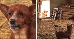Cachorrinho fica triste por ter sido separado da vaquinha que o criou, documentário filma emocionante reencontro Cachorrinho fica triste por ter sido separado da vaquinha que o criou, documentário filma emocionante reencontro