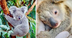 First Koala Has Been Born In Wildlife Park Since Devastating Bushfires First Koala Has Been Born In Wildlife Park Since Devastating Bushfires