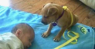 Precious Sleepy Puppy Falls Asleep On Baby Precious Sleepy Puppy Falls Asleep On Baby