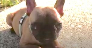 Tiny French Bulldog Puppy Has Defied The Odds Tiny French Bulldog Puppy Has Defied The Odds