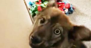 Une chienne handicapée se rend compte qu'elle a été adoptée par son foyer d'accueil Une chienne handicapée se rend compte qu'elle a été adoptée par son foyer d'accueil