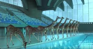 Cuando nadie miraba, unas jirafas se lanzaron de clavado en una piscina Cuando nadie miraba, unas jirafas se lanzaron de clavado en una piscina