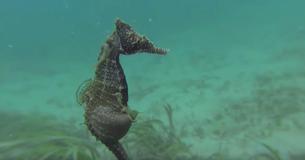Un buceador descubre un caballito de mar embarazado y comienza a grabar sin saber que está a punto de dar a luz Un buceador descubre un caballito de mar embarazado y comienza a grabar sin saber que está a punto de dar a luz