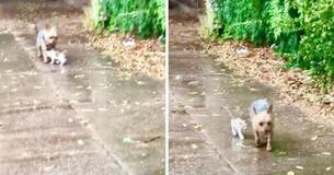 Perro encuentra a una gatita solitaria bajo la lluvia y se la lleva a su casa Perro encuentra a una gatita solitaria bajo la lluvia y se la lleva a su casa