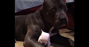 Giant Pit Bull Terrier Babysits Tiny Puppy — It's The Cutest Clip Ever Giant Pit Bull Terrier Babysits Tiny Puppy — It's The Cutest Clip Ever