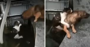 Un chien aperçoit un chat qui se noie. Il plonge à son secours Un chien aperçoit un chat qui se noie. Il plonge à son secours