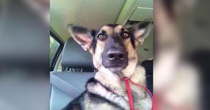La chanson de prédilection du berger allemand passe à la radio. Les talents de Boogie de la chienne illuminent la toile La chanson de prédilection du berger allemand passe à la radio. Les talents de Boogie de la chienne illuminent la toile