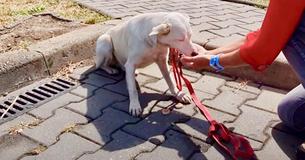Un chien sans abri a suivi des gens dans la rue jusqu'à ce qu'une femme lui donne un coup de main Un chien sans abri a suivi des gens dans la rue jusqu'à ce qu'une femme lui donne un coup de main