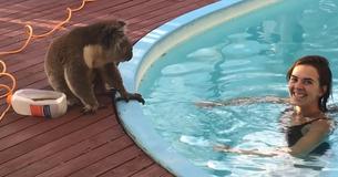 Koala se cuela en el patio trasero para pedirle un besito a la chica de la piscina Koala se cuela en el patio trasero para pedirle un besito a la chica de la piscina
