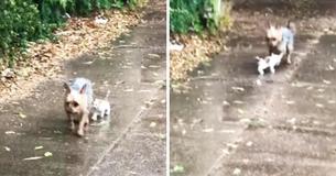 Una perrita rescata a una gatita sin hogar que estaba bajo la lluvia Una perrita rescata a una gatita sin hogar que estaba bajo la lluvia