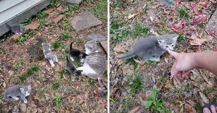Una gata callejera le muestra sus bebés a una mujer que la ha estado alimentando Una gata callejera le muestra sus bebés a una mujer que la ha estado alimentando