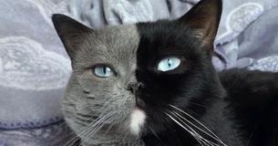 Gato con cara bicolor es padre de dos gatitos, uno de cada color Gato con cara bicolor es padre de dos gatitos, uno de cada color