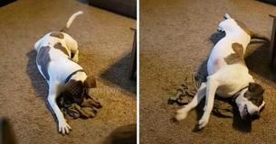 Un soldado envía desde el extranjero su camiseta olorosa a su casa y cuando su perro la huele, se pone histérico Un soldado envía desde el extranjero su camiseta olorosa a su casa y cuando su perro la huele, se pone histérico