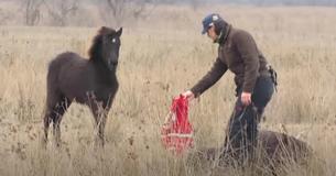 Un caballo salvaje besa a su rescatista después de que lo liberara de sus ataduras Un caballo salvaje besa a su rescatista después de que lo liberara de sus ataduras