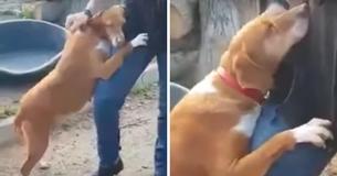 Una perrita de refugio abraza a un periodista hasta que este decide adoptarla Una perrita de refugio abraza a un periodista hasta que este decide adoptarla
