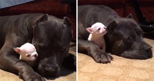 Un gran pitbull terrier cuida a un cachorro y es el momento más bonito del mundo Un gran pitbull terrier cuida a un cachorro y es el momento más bonito del mundo