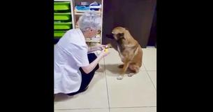 Un chienne errante entre dans une pharmacie et montre sa patte blessée. Une pharmacienne la soigne Un chienne errante entre dans une pharmacie et montre sa patte blessée. Une pharmacienne la soigne