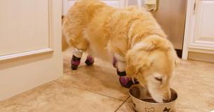 Une chienne courageuse trouvé dans une benne à ordures trouve un foyer aimant Une chienne courageuse trouvé dans une benne à ordures trouve un foyer aimant