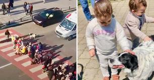 Dog Goes To School Each Day And Helps Kindergarten Kids Safely Cross Street Dog Goes To School Each Day And Helps Kindergarten Kids Safely Cross Street