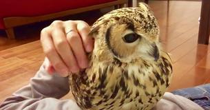 Man Relaxes On Floor With His Pet Owl Man Relaxes On Floor With His Pet Owl