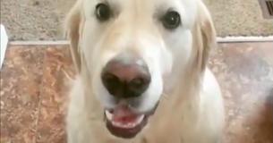 Golden Retriever Hugs His Brother To Apologize For Stealing His Snack In Cute Clip Golden Retriever Hugs His Brother To Apologize For Stealing His Snack In Cute Clip
