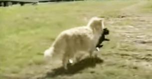 Una perra abandona a su camada de cachorros recién nacidos y una gata los adopta Una perra abandona a su camada de cachorros recién nacidos y una gata los adopta
