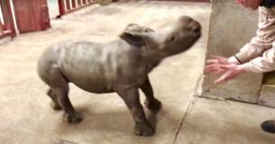Una cría de rinoceronte se divierte en el zoológico jugando con su cuidador Una cría de rinoceronte se divierte en el zoológico jugando con su cuidador