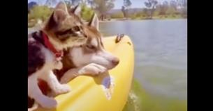 Gatita criada por huskies cree que es una perra Gatita criada por huskies cree que es una perra