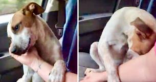 La reconnaissance émouvante d'un chien vers sa nouvelle propriétaire après son adoption la fait fondre en larmes La reconnaissance émouvante d'un chien vers sa nouvelle propriétaire après son adoption la fait fondre en larmes