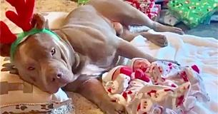 Gentle Pit Bull Caringly Watches Over Newborn Babies Gentle Pit Bull Caringly Watches Over Newborn Babies