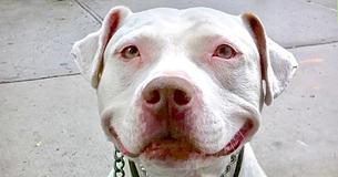 Rescue Pit Bull Has The Sweetest Grin Rescue Pit Bull Has The Sweetest Grin