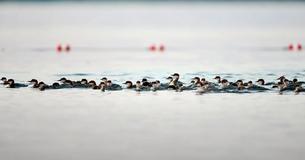 ‘Super Mom’ Heading South With 76 Baby Ducklings Following Behind Her ‘Super Mom’ Heading South With 76 Baby Ducklings Following Behind Her