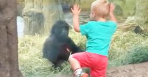 Garotinho se aproxima demais de bebê gorila e quase mata os pais de tanto rir Garotinho se aproxima demais de bebê gorila e quase mata os pais de tanto rir