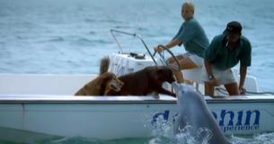 Wild Dolphin Swims Up Close To Give Dog A Smooch Wild Dolphin Swims Up Close To Give Dog A Smooch