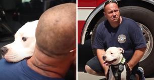 Pit Bull Puppy Rescued From A Fire Becomes A Firefighter Hero Pit Bull Puppy Rescued From A Fire Becomes A Firefighter Hero