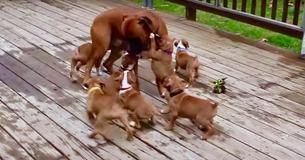 Boxer-Hundepapa wird von seinen Welpen auf niedliche Weise Boxer-Hundepapa wird von seinen Welpen auf niedliche Weise
