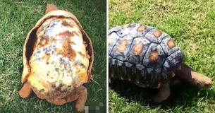 Tortoise That Lost Shell In Fire Receives World’s First 3D-Printed Shell Tortoise That Lost Shell In Fire Receives World’s First 3D-Printed Shell