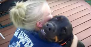 Rottweiler Purrs Like A Kitten When His Owner Holds Him Rottweiler Purrs Like A Kitten When His Owner Holds Him