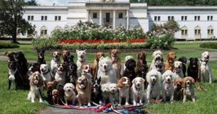 Dog Walker Takes Adorable Group Picture Of His Clients Daily Dog Walker Takes Adorable Group Picture Of His Clients Daily