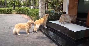 After Muddy Day Out Four Pups Calmly Wait Turn To Get Paw Wash After Muddy Day Out Four Pups Calmly Wait Turn To Get Paw Wash