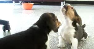 Mama Beagle Sees Her Puppies Fighting And Halts It With One Look Mama Beagle Sees Her Puppies Fighting And Halts It With One Look
