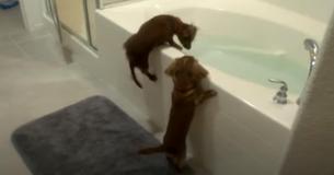 Mini Dachshunds Become Popular Online After Fun Bathtime Ritual Mini Dachshunds Become Popular Online After Fun Bathtime Ritual