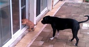 Hund bringt einem Welpen auf niedliche Weise bei, wie man eine Hundetür benutzt Hund bringt einem Welpen auf niedliche Weise bei, wie man eine Hundetür benutzt